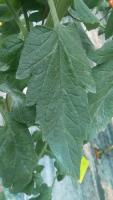 Tomato disease project thumbnail