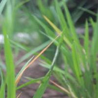 Paddy Disease project thumbnail