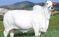 Cattle Detection project thumbnail
