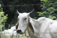 cattle count  project thumbnail