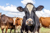 CattleCounter project thumbnail