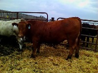 CattleSegment project thumbnail