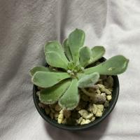 Succulents  project thumbnail