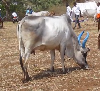 Cattle_recognition project thumbnail