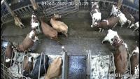 Cow and person detection project thumbnail