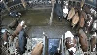 cow&p2 project thumbnail