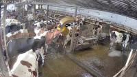 cow tracker project thumbnail