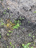 keypoints-taraxacum_officinale project thumbnail