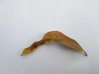 Mango Disease Detection project thumbnail