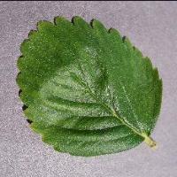 Strawberry Disease Detection project thumbnail