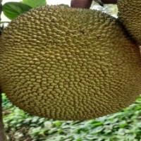 Jackfruit Disease Detection project thumbnail