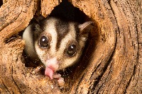 PM-SugarGlider project thumbnail
