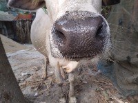cowsaredeadagain project thumbnail