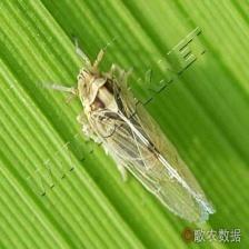 Object Detection Insect Insects Detection Object Detection Dataset by Object Detection