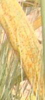 Wheat Brown leaf rust project thumbnail
