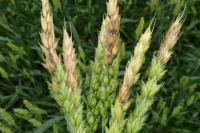 Wheat scab project thumbnail