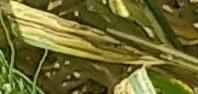 Wheat Yellow Rust project thumbnail