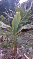 Banana Leaves project thumbnail