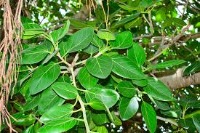 Leaftype-detection project thumbnail