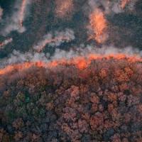  Forest Fire 2 project thumbnail