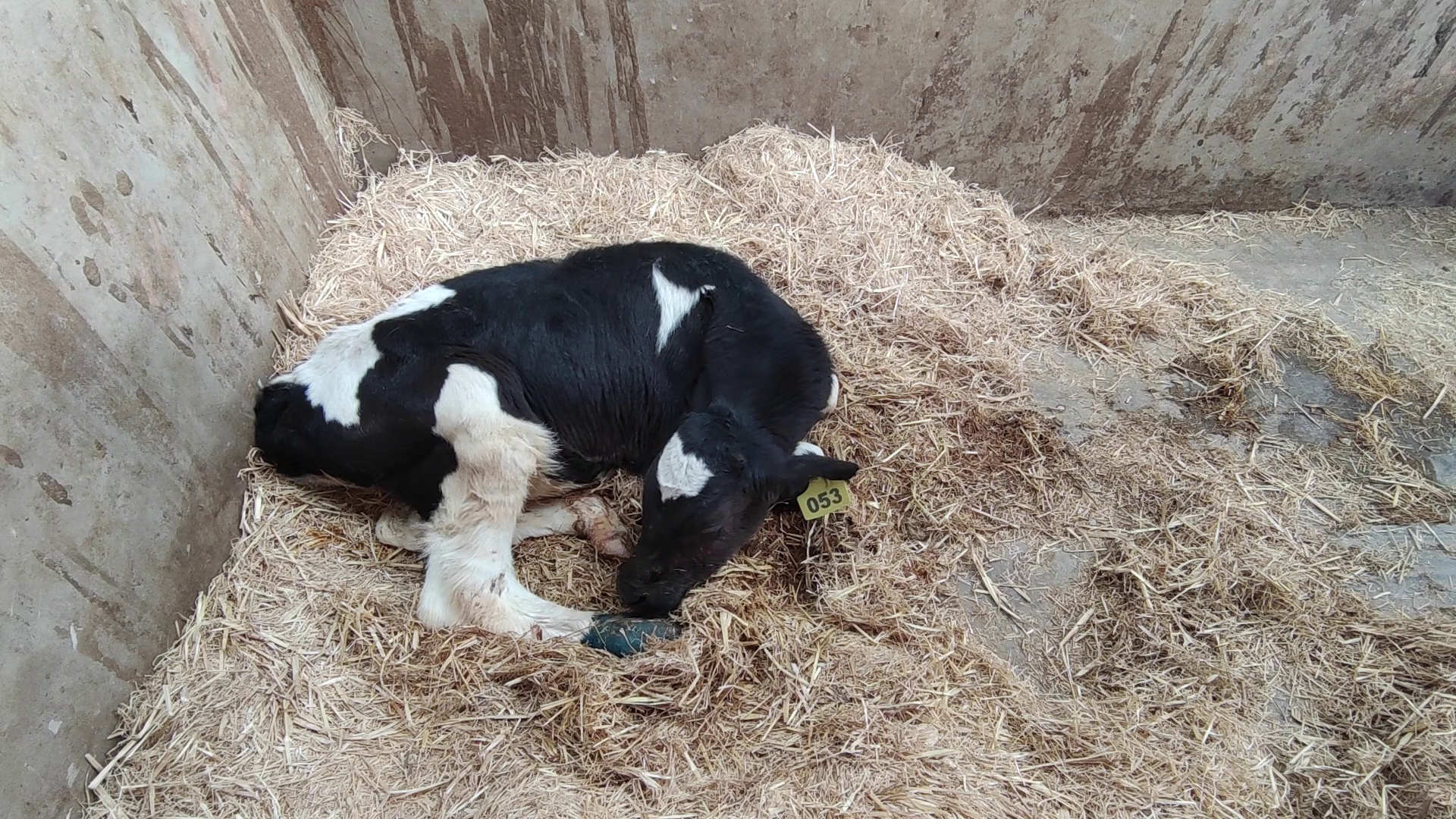 cow Object Detection Dataset by LSF
