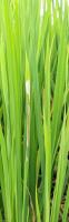 Rice project thumbnail