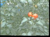tomato project thumbnail