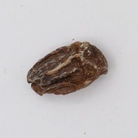 Dataset_Defeitos_COB project thumbnail