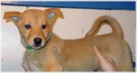 cat_dog_detect project thumbnail