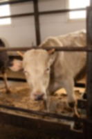 Cows3 project thumbnail