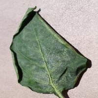Dataset Image