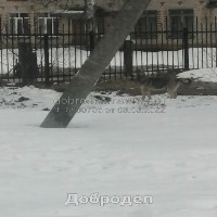 Dataset Image