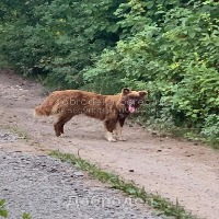 dog project thumbnail