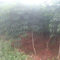 Cassava Weed Detection project thumbnail