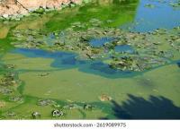 algae_bloom project thumbnail