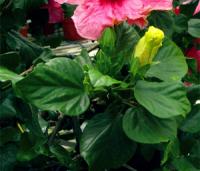 Plant disease detection project thumbnail