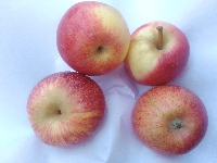 fruitable project thumbnail