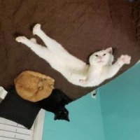 cat detect project thumbnail