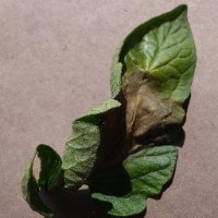 plant disease project thumbnail