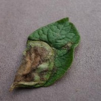 vegetable  project thumbnail
