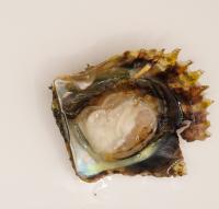 Oyster_Segmentation project thumbnail