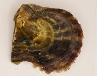 OYS_SHELL project thumbnail
