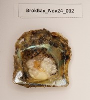 Oyster_Segmentation project thumbnail