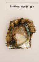 Oyster_seg_new project thumbnail