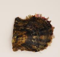 shell_seg project thumbnail
