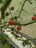 Tomato-Ripeness project thumbnail