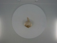 Garlic segmentation project thumbnail