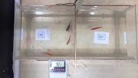Fish_Motionss project thumbnail