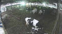cow1000sVer project thumbnail