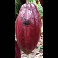 clasificacion cacao Luis project thumbnail